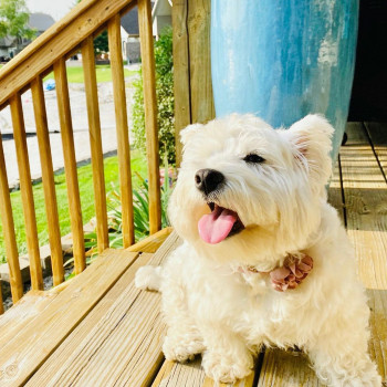 Cucciolo di westie affettuoso disponibile per l'adozione            