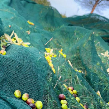 Olio EVO 2022 bio 