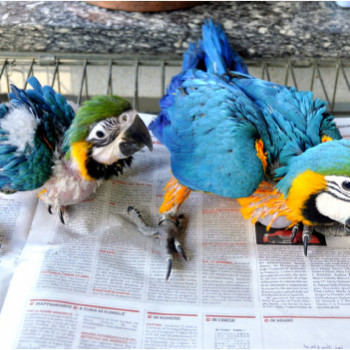 Struzzo, Ara, grigio africano, Cacatua, Amazon, pulcini di pappagallo Eclectus e