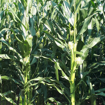 Cerco terreni agricoli  