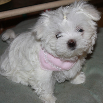 Cuccioli Maltese