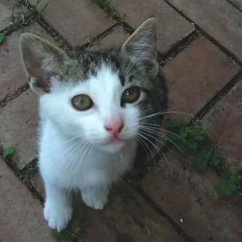 Regalo gattino