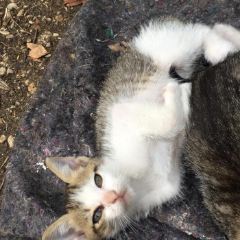 Regalo gattini