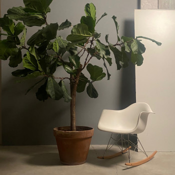 Ficus lyrata 