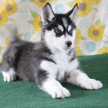 Regarlo Husky siberiano cuccioli