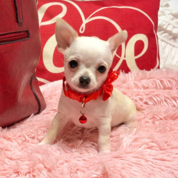 Regarlo Chihuahua cuccioli
